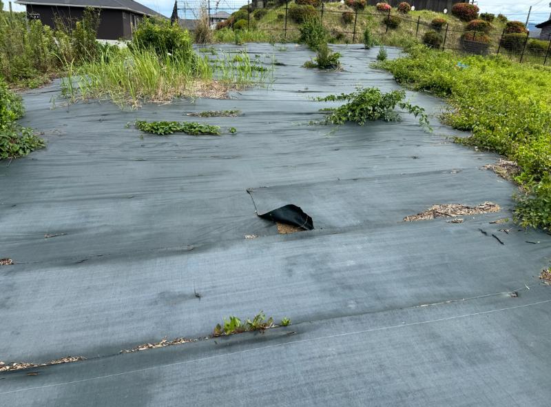 崖の上にある農地の写真（4枚目）