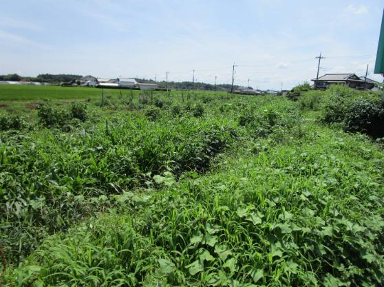 固定資産税等で年間3万円ほど掛かる農地の写真(1枚目)