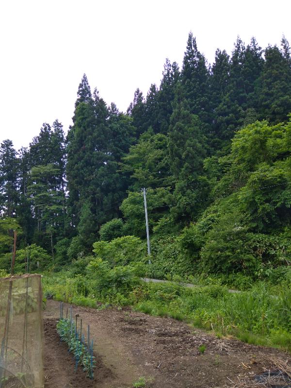 母所有の農地の写真（2枚目）